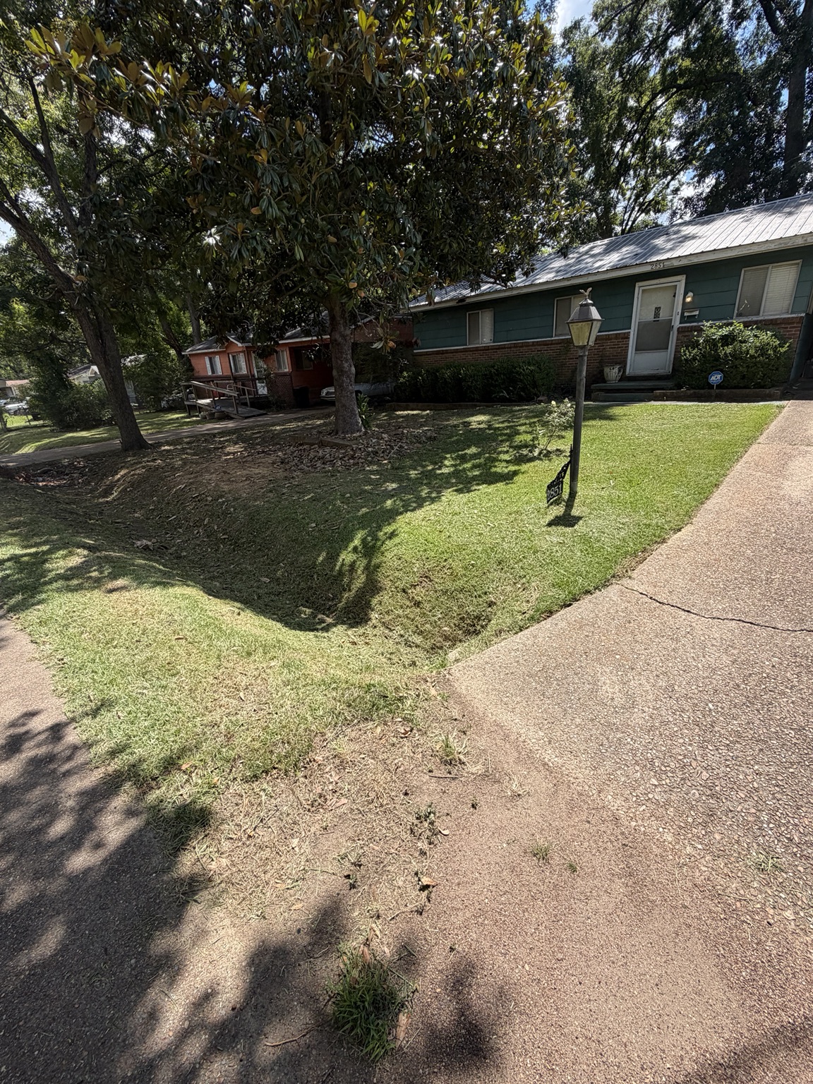 Grass trimmed around mature shade trees during lawn mowing service in Pearl MS