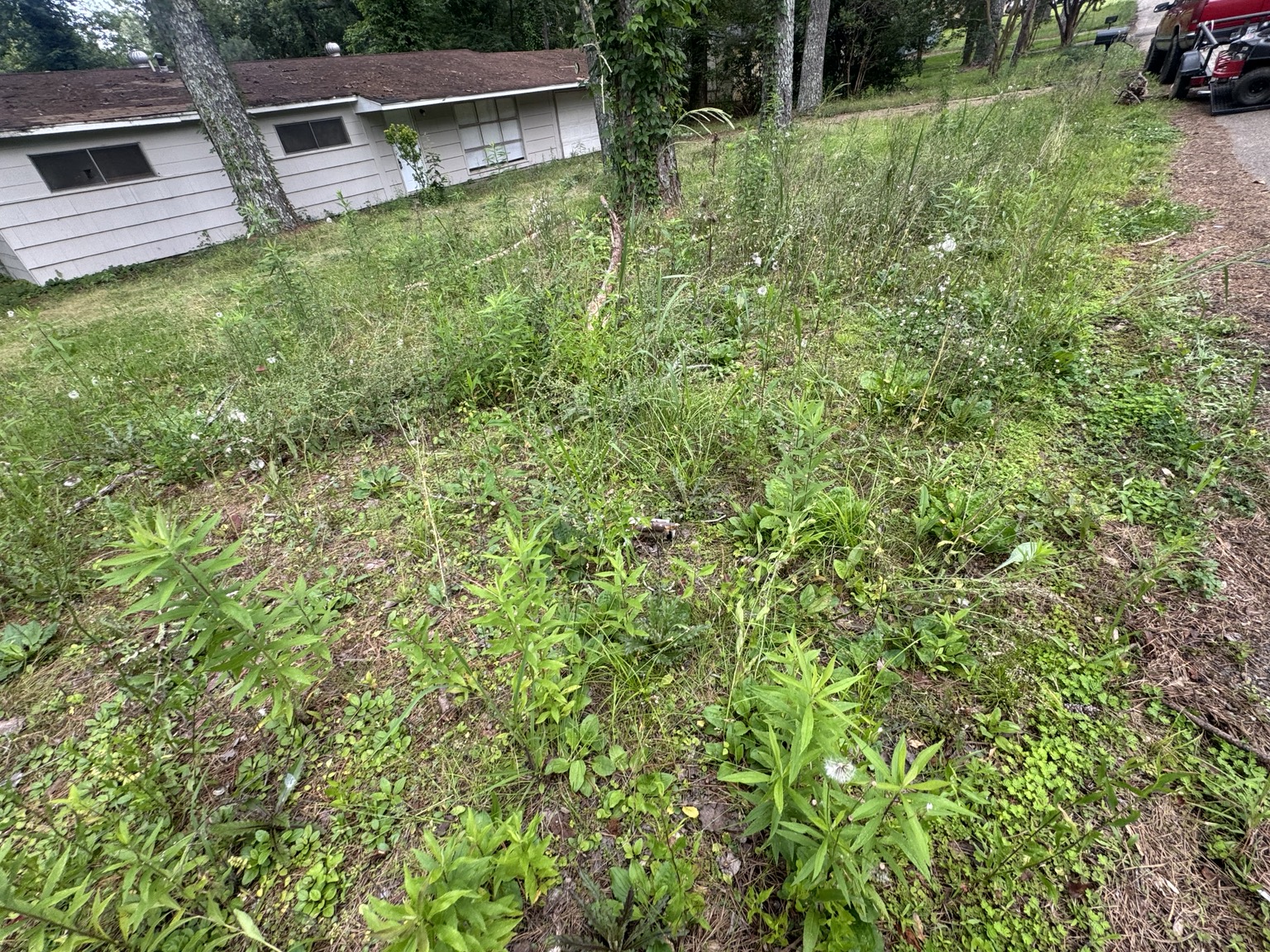 Tall weeds in front lawn before mowing in Jackson Mississippi