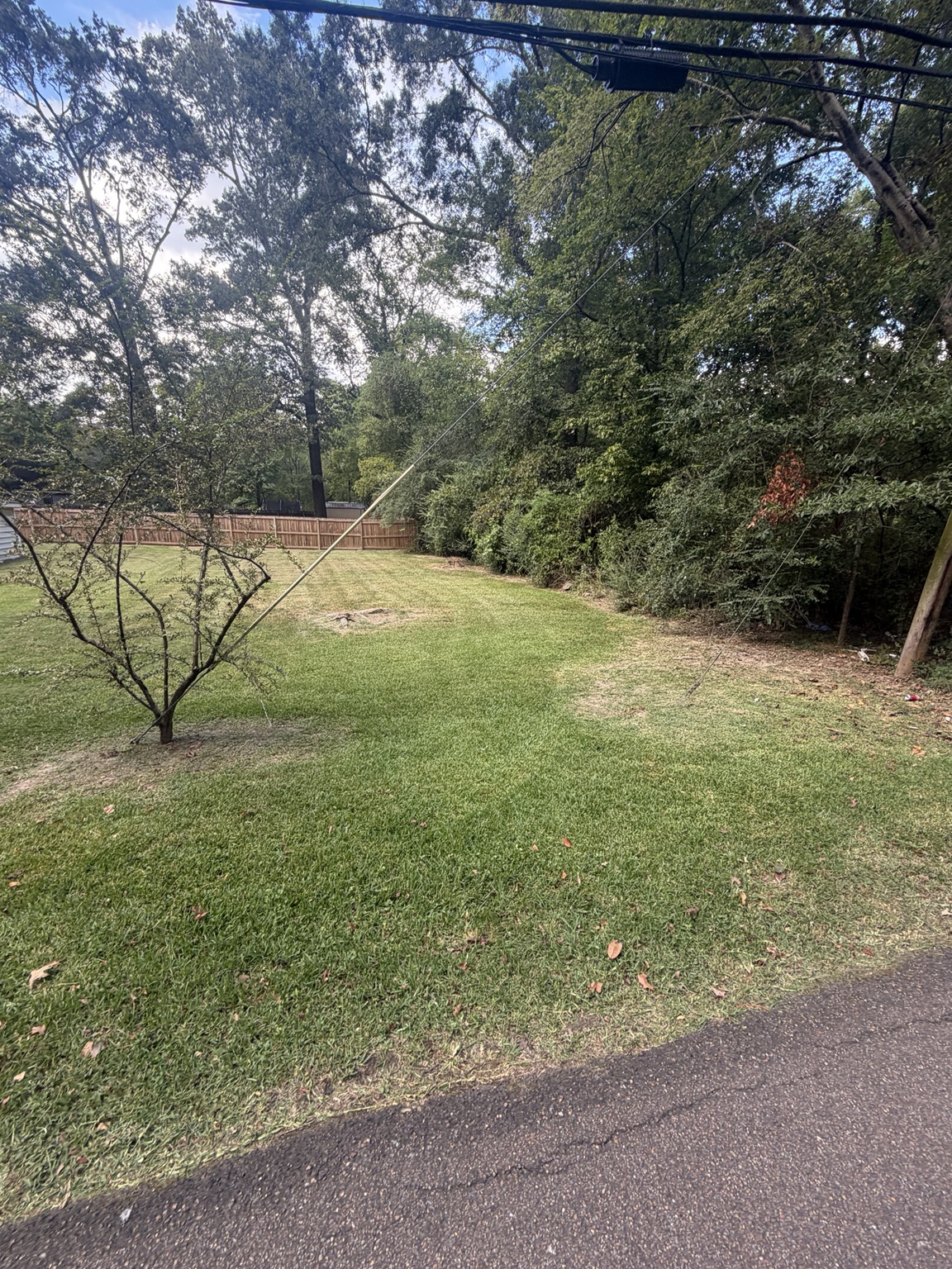 Grass trimmed around a backyard tree for a repeat Ridgeland lawn care customer