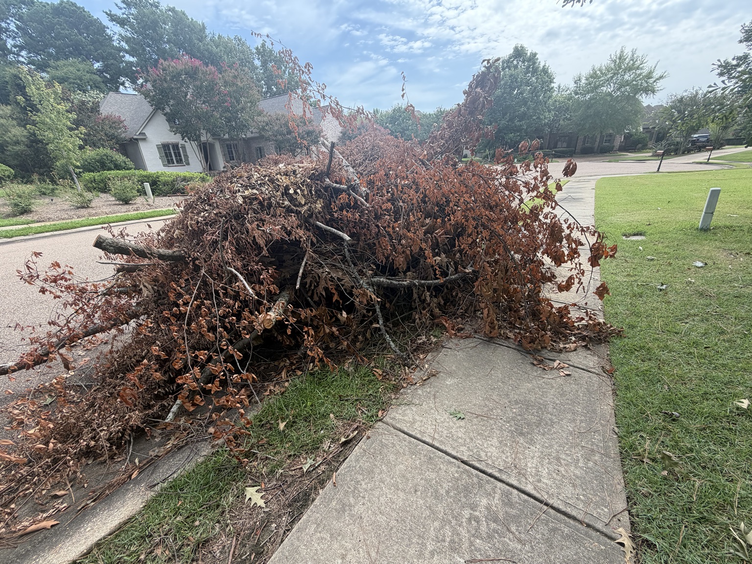 Yard Cleanups Services